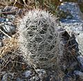 Mammillaria tetrancistra 8