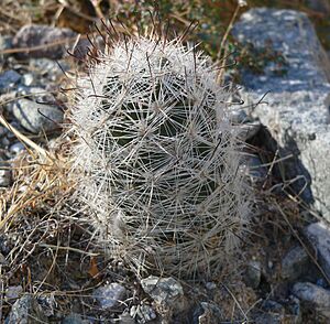 Archivo:Mammillaria tetrancistra 8
