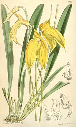 Masdevallia davisii - Curtis' 101 (Ser. 3 no. 31) pl. 6190 (1875).jpg