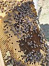 Archivo:Miel única en el Mudo Santa Bárbara