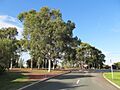 OIC floreat kirkdale eucalypts at end