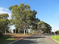 Archivo:OIC floreat kirkdale eucalypts at end