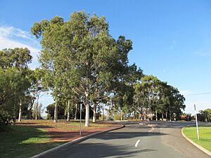 Archivo:OIC floreat kirkdale eucalypts at end