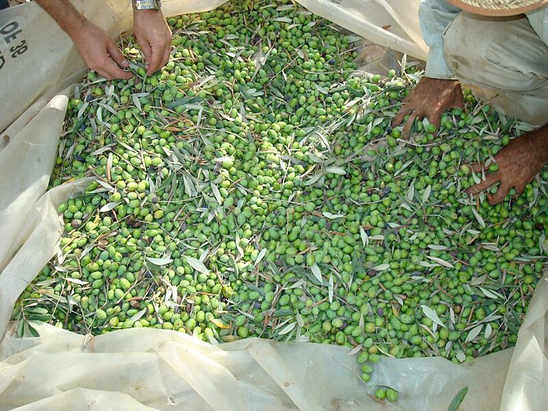 Olive Harvest