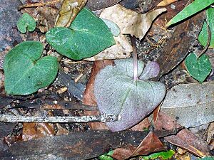 Archivo:Orchid underleaf Chatswood probably Acianthus fornicatus