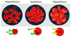 Archivo:Osmotic pressure on blood cells diagram-es