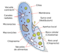 Paramecium diagram-es