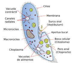 Archivo:Paramecium diagram-es
