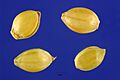 Paspalum notatum var. saurae seeds