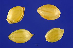 Archivo:Paspalum notatum var. saurae seeds