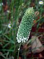 Phalaris canariensis CampoCalatrava