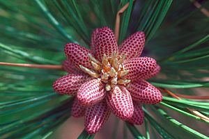 Archivo:Pinus ponderosa scopulorum pollen cones