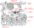 Placozoan anatomy.PNG