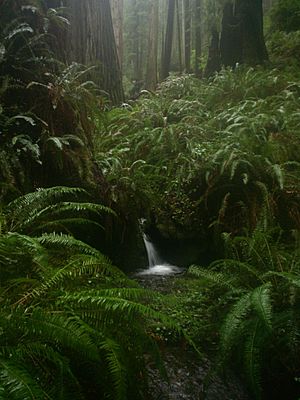 Archivo:Prairie Creek Redwoods - Waterfall on Rhododendron Trail