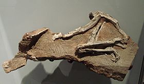 Archivo:Procompsognathus triassicus