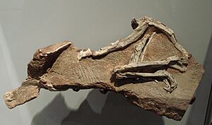 Archivo:Procompsognathus triassicus