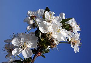 Archivo:Prunus cerasus popr