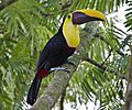 Ramphastos ambiguus -Costa Rica-8a (1)