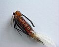 Rhopalomyia solidaginis eclosion