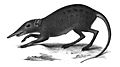 Rhynchocyon cirnei Peters 1852