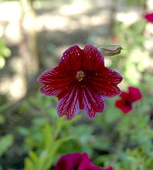 Archivo:Salpiglossis sinuata flower front view
