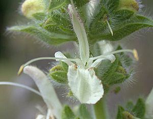 Archivo:Salvia austriaca (flower)