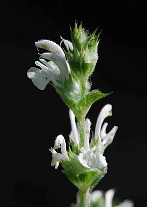 Archivo:Salvia hispanica 0a