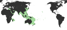 Estimated native range of the bigfin reef squid