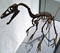 Sinosauropteryxskull