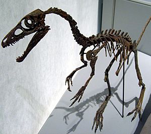 Archivo:Sinosauropteryxskull