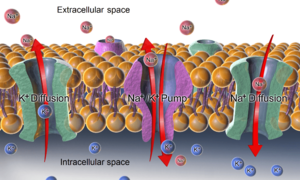 Archivo:Sodium-potassium pump and diffusion