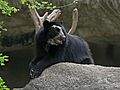 Spectacled Bear Barquisimeto