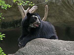 Archivo:Spectacled Bear Barquisimeto
