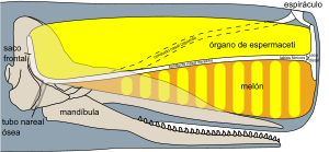 Archivo:Sperm whale head anatomy.es