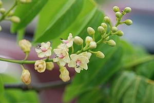 Archivo:Stahlia monosperma flower (5840542648)