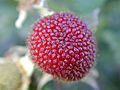 Starr 021126-0012 Rubus rosifolius