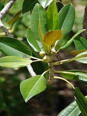 Archivo:Starr 080608-7627 Ficus macrophylla