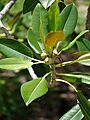 Starr 080608-7627 Ficus macrophylla