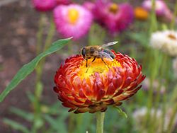 Archivo:Strohblume mit honigbiene