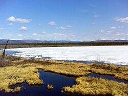 Swans on Frozen Dot Lake - panoramio.jpg