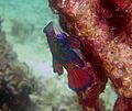 Synchiropus splendidus, Palaos