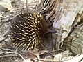 Tachyglossus aculeatus (6307596571)