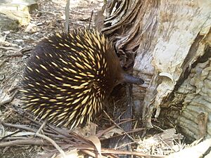 Archivo:Tachyglossus aculeatus (6307596571)