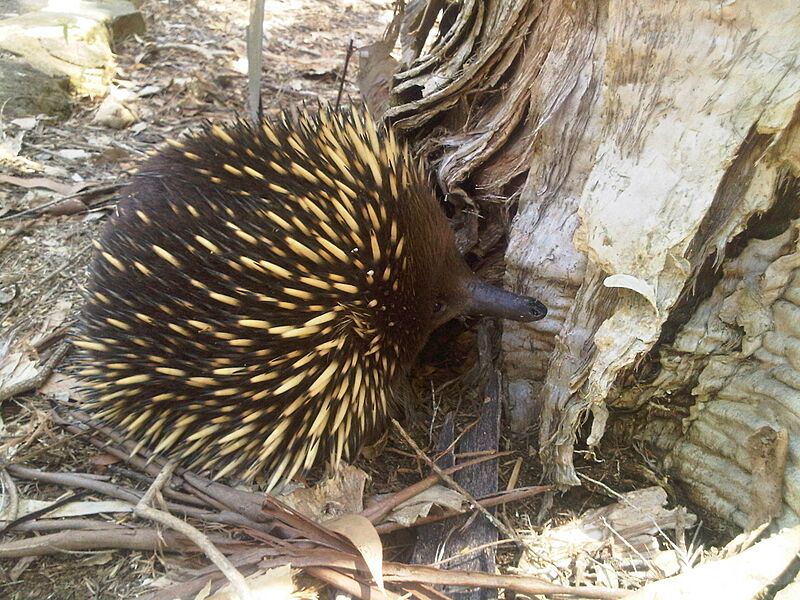 Tachyglossus aculeatus (6307596571)