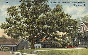 Archivo:The tree that owns itself, Athens, Georgia (8342838973)
