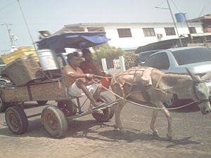 Archivo:Transporte animal en Maracaibo