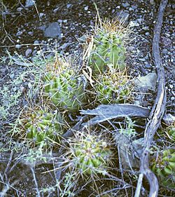Trichocereus candicans.jpg