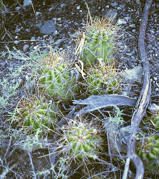 Trichocereus candicans