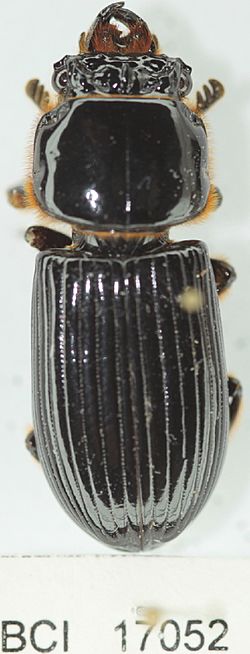 Verres sternbergianus.JPG