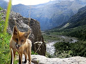 Archivo:Visita de un zorro